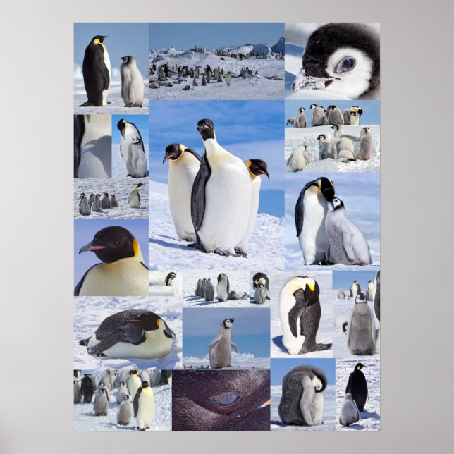 Antarctic Emperor Penguin Collage Poster (Front)