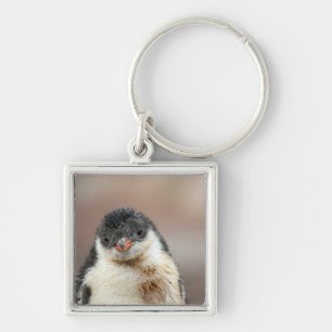 Antarctic Key Ring