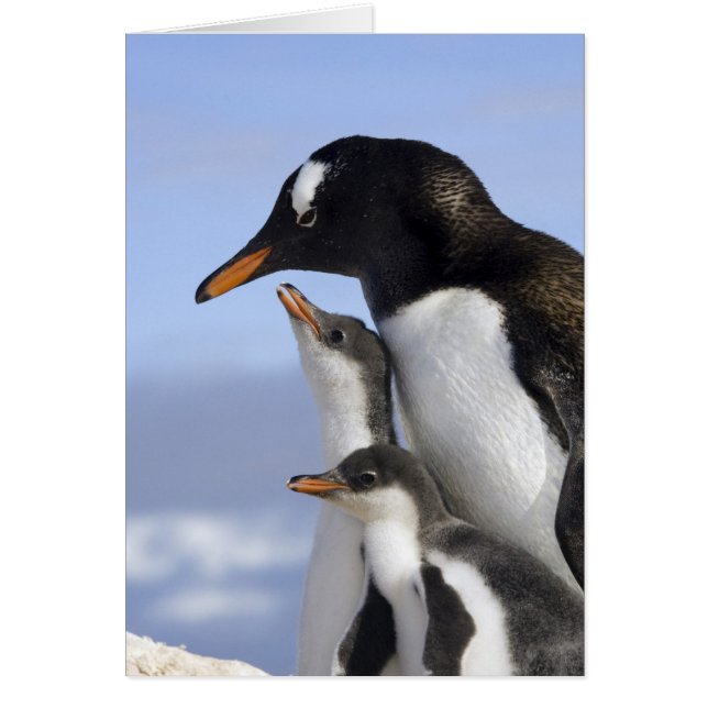 Antarctic Peninsula, Neko Harbour, Gentoo (Front)