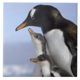 Antarctic Peninsula, Neko Harbour, Gentoo Ceramic Tile