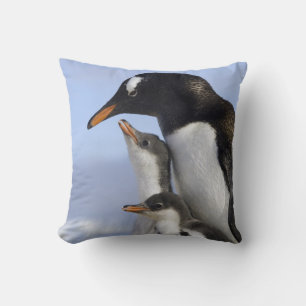 Antarctic Peninsula, Neko Harbour, Gentoo Cushion