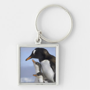 Antarctic Peninsula, Neko Harbour, Gentoo Key Ring
