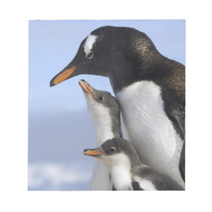 Antarctic Peninsula, Neko Harbour, Gentoo Notepad