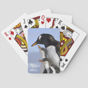 Antarctic Peninsula, Neko Harbour, Gentoo Playing Cards