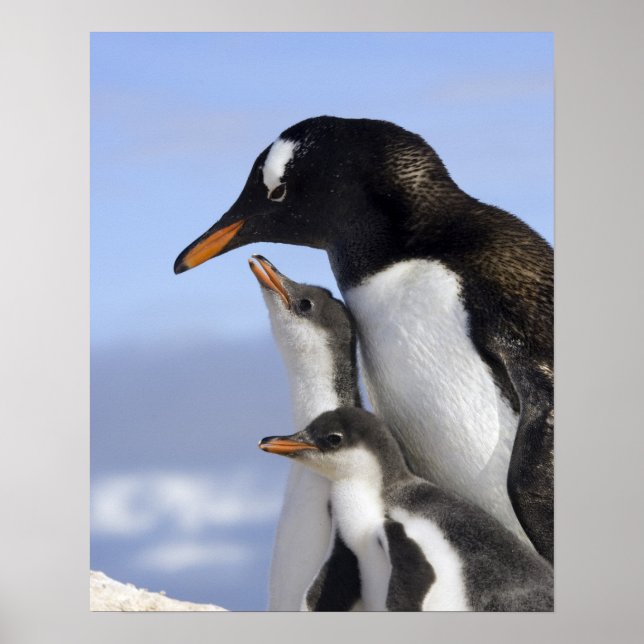 Antarctic Peninsula, Neko Harbour, Gentoo Poster (Front)