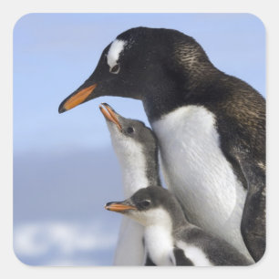 Antarctic Peninsula, Neko Harbour, Gentoo Square Sticker