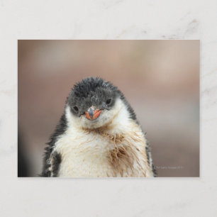 Antarctic Postcard