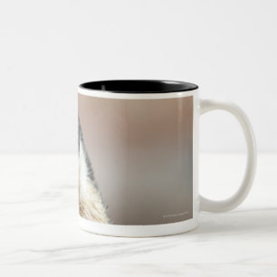 Antarctic Two-Tone Coffee Mug