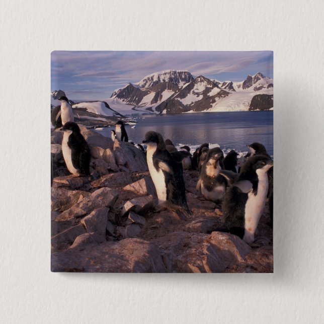 Antarctica, Adelie penguin chicks 15 Cm Square Badge (Front)
