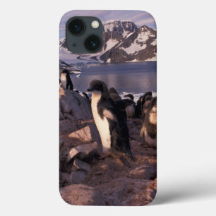 Antarctica, Adelie penguin chicks iPhone 13 Case