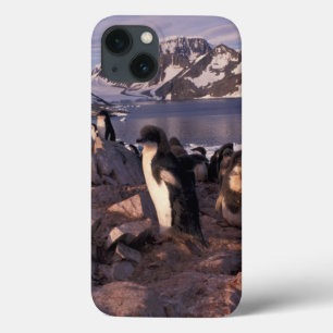 Antarctica, Adelie penguin chicks iPhone 13 Case