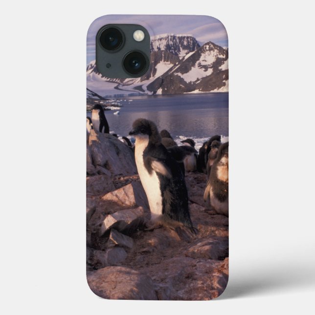 Antarctica, Adelie penguin chicks Case-Mate iPhone Case (Back)