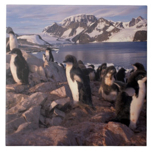 Antarctica, Adelie penguin chicks Ceramic Tile