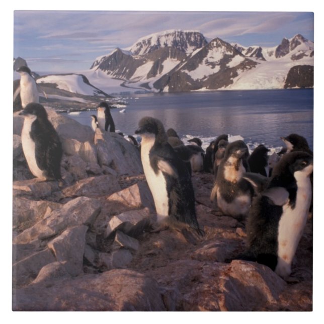 Antarctica, Adelie penguin chicks Ceramic Tile (Front)