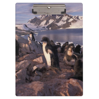 Antarctica, Adelie penguin chicks Clipboard