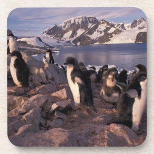 Antarctica, Adelie penguin chicks Coaster