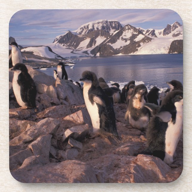 Antarctica, Adelie penguin chicks Coaster (Front)
