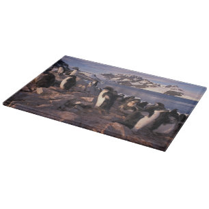 Antarctica, Adelie penguin chicks Cutting Board