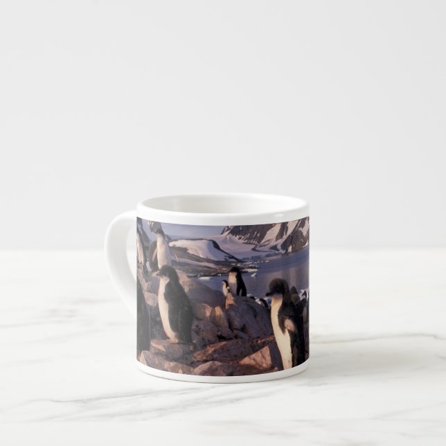 Antarctica, Adelie penguin chicks Espresso Cup (Front Left)
