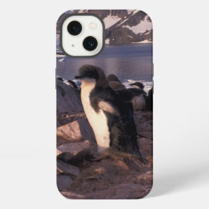 Antarctica, Adelie penguin chicks iPhone 13 Case