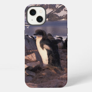 Antarctica, Adelie penguin chicks iPhone 13 Case