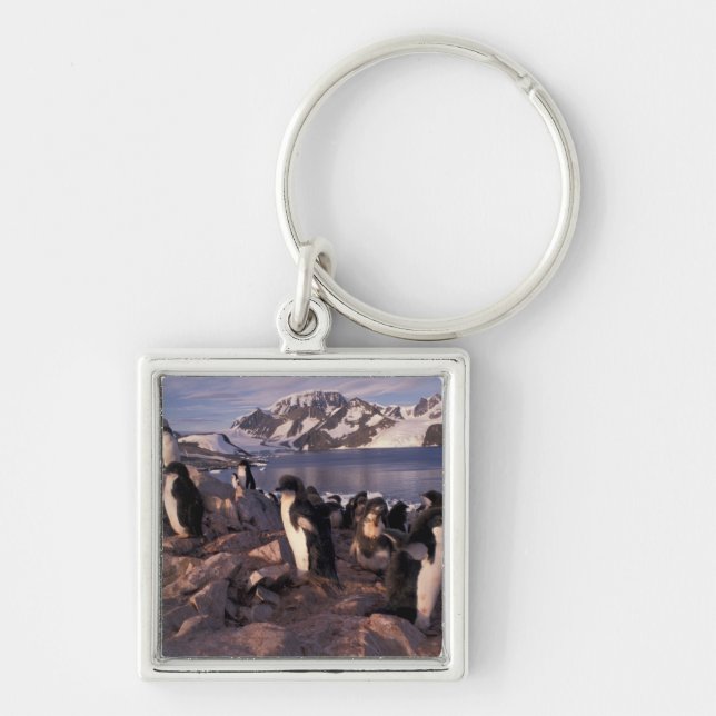 Antarctica, Adelie penguin chicks Key Ring (Front)