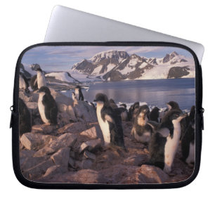 Antarctica, Adelie penguin chicks Laptop Sleeve
