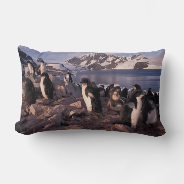 Antarctica, Adelie penguin chicks Lumbar Cushion (Front)