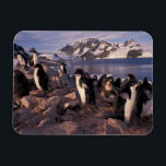 Antarctica, Adelie penguin chicks Magnet<br><div class="desc">COPYRIGHT Art Wolfe / DanitaDelimont.com | AN02 AWO0014.jpg | Antarctica,  Adelie penguin chicks</div>