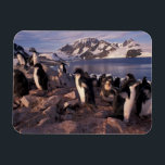 Antarctica, Adelie penguin chicks Magnet<br><div class="desc">COPYRIGHT Art Wolfe / DanitaDelimont.com | AN02 AWO0014.jpg | Antarctica,  Adelie penguin chicks</div>