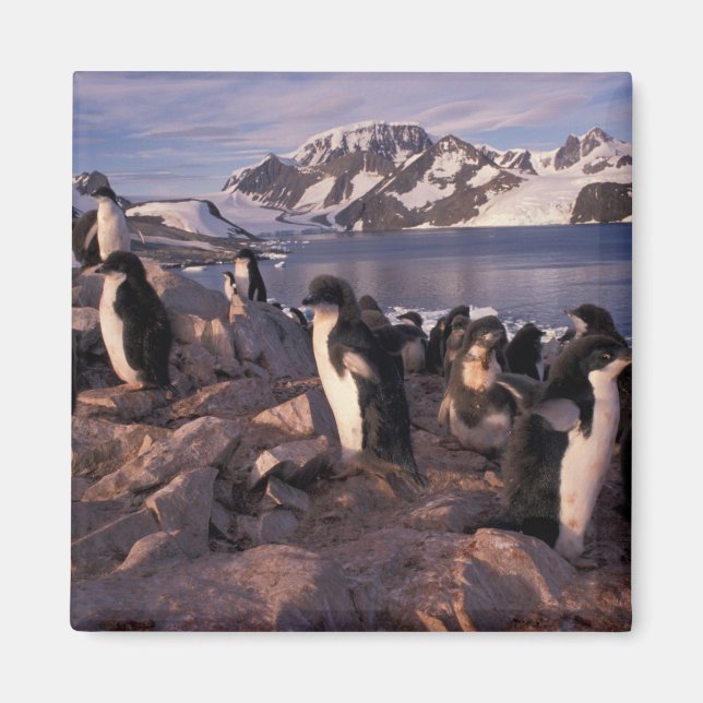 Antarctica, Adelie penguin chicks Magnet (Front)