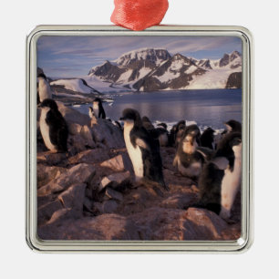 Antarctica, Adelie penguin chicks Metal Ornament