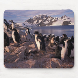 Antarctica, Adelie penguin chicks Mouse Pad
