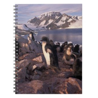 Antarctica, Adelie penguin chicks Notebook