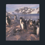 Antarctica, Adelie penguin chicks Notepad<br><div class="desc">COPYRIGHT Art Wolfe / DanitaDelimont.com | AN02 AWO0014.jpg | Antarctica,  Adelie penguin chicks</div>