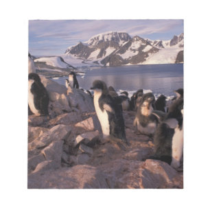 Antarctica, Adelie penguin chicks Notepad