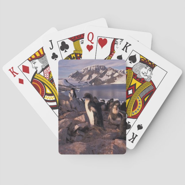 Antarctica, Adelie penguin chicks Playing Cards (Back)