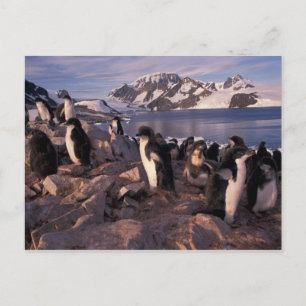 Antarctica, Adelie penguin chicks Postcard