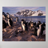 Antarctica, Adelie penguin chicks
