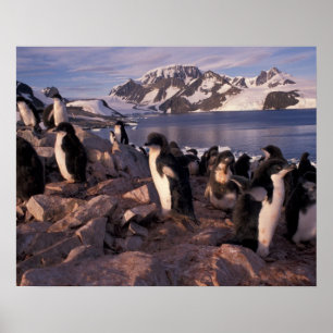 Antarctica, Adelie penguin chicks Poster