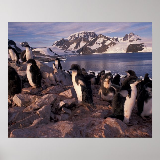 Antarctica, Adelie penguin chicks Poster (Front)