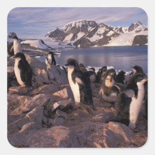 Antarctica, Adelie penguin chicks Square Sticker