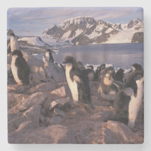 Antarctica, Adelie penguin chicks Stone Coaster