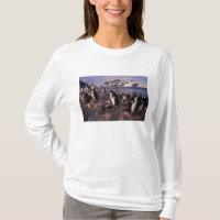 Antarctica, Adelie penguin chicks