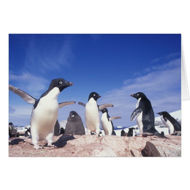 Antarctica, Adelie Penguin Pygoscelis (Front Horizontal)