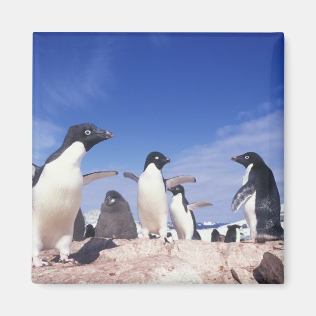 Antarctica, Adelie Penguin Pygoscelis Magnet (Front)