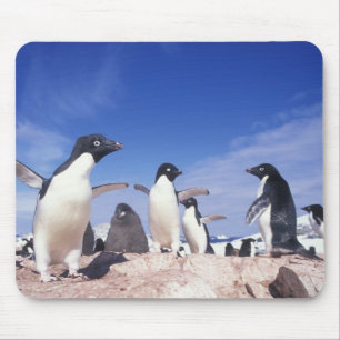 Antarctica, Adelie Penguin Pygoscelis Mouse Pad