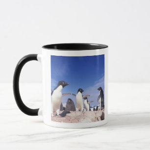 Antarctica, Adelie Penguin Pygoscelis Mug