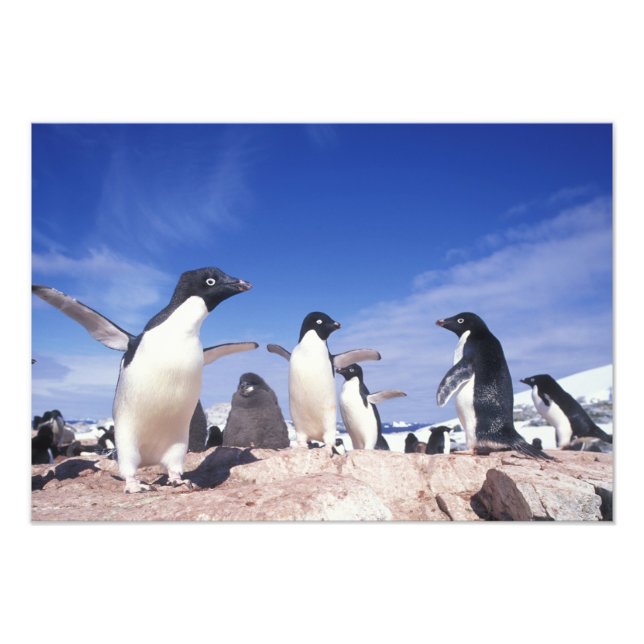 Antarctica, Adelie Penguin Pygoscelis Photo Print (Front)