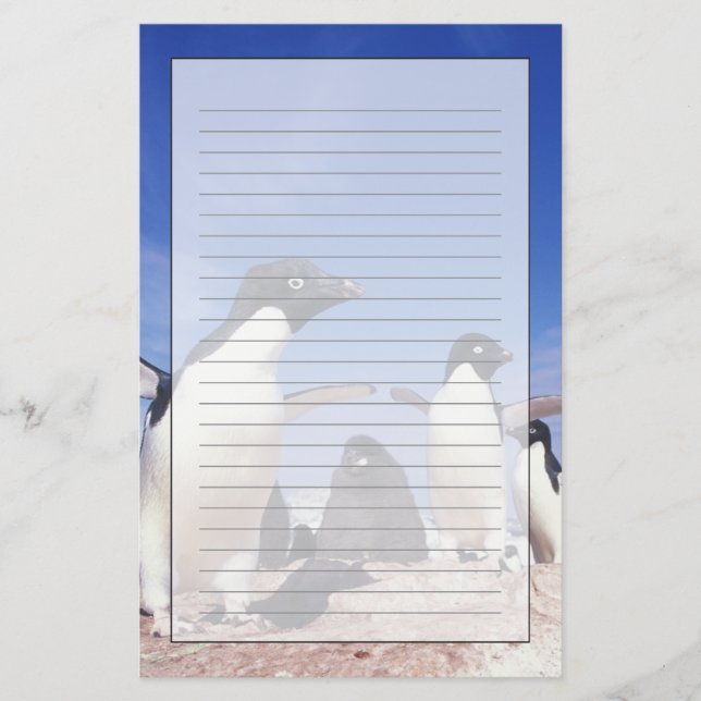 Antarctica, Adelie Penguin Pygoscelis Stationery (Front)